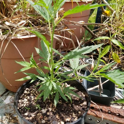 Super Kush January 2021 #1 growlog photo: Will get a clone from it, but not sure if side or top