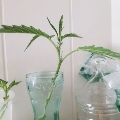 Super Kush January 2021 #1 growlog timeline photo