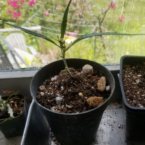 Super Kush January 2021 #1 growlog photo: 2 other clones in altar, but they are flowering 