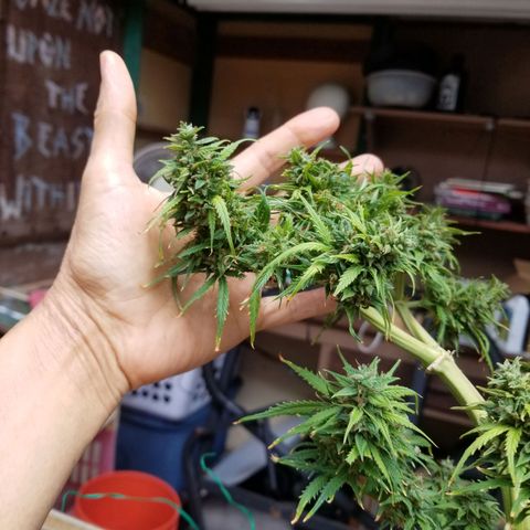 Pineapple Express Auto (Barney's Farm) growlog photo: Looks like it's really plumped up, and it couks go longer, but I am tired of pulling of tiny yellow sugar leaves 
