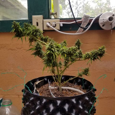Pineapple Express Auto (Barney's Farm) growlog photo: Looks like it's really plumped up, and it couks go longer, but I am tired of pulling of tiny yellow sugar leaves 