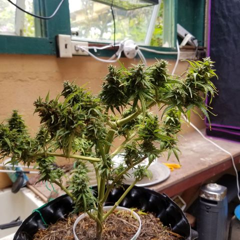 Pineapple Express Auto (Barney's Farm) growlog photo: Looks like it's really plumped up, and it couks go longer, but I am tired of pulling of tiny yellow sugar leaves 