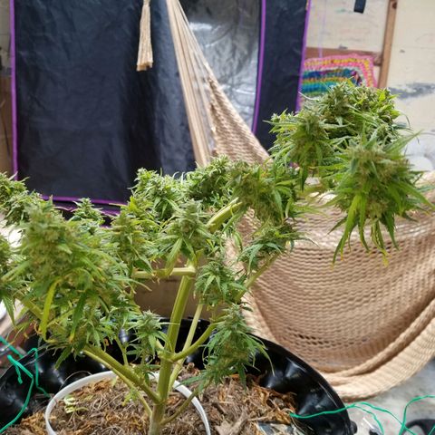 Pineapple Express Auto (Barney's Farm) growlog photo: Looks like it's really plumped up, and it couks go longer, but I am tired of pulling of tiny yellow sugar leaves 