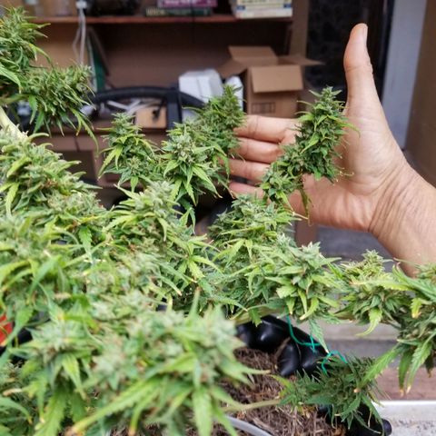 Pineapple Express Auto (Barney's Farm) growlog photo: Looks like it's really plumped up, and it couks go longer, but I am tired of pulling of tiny yellow sugar leaves 