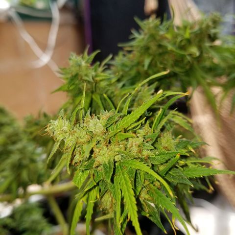 Pineapple Express Auto (Barney's Farm) growlog photo: Looks like it's really plumped up, and it couks go longer, but I am tired of pulling of tiny yellow sugar leaves 