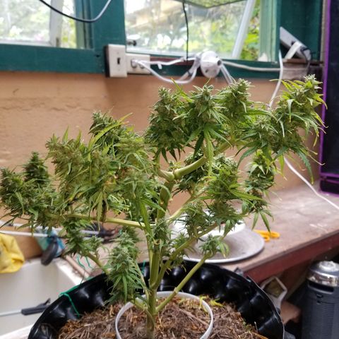 Pineapple Express Auto (Barney's Farm) growlog photo: Looks like it's really plumped up, and it couks go longer, but I am tired of pulling of tiny yellow sugar leaves 