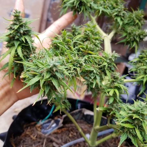 Pineapple Express Auto (Barney's Farm) growlog photo: Looks like it's really plumped up, and it couks go longer, but I am tired of pulling of tiny yellow sugar leaves 