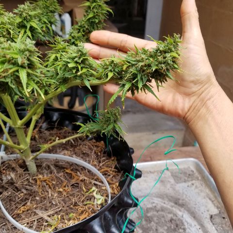 Pineapple Express Auto (Barney's Farm) growlog photo: Looks like it's really plumped up, and it couks go longer, but I am tired of pulling of tiny yellow sugar leaves 