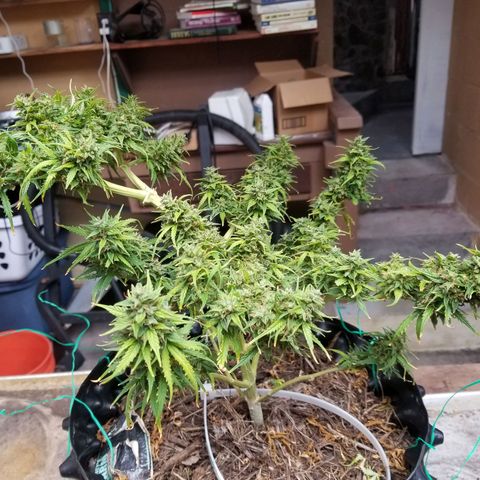 Pineapple Express Auto (Barney's Farm) growlog photo: Looks like it's really plumped up, and it couks go longer, but I am tired of pulling of tiny yellow sugar leaves 