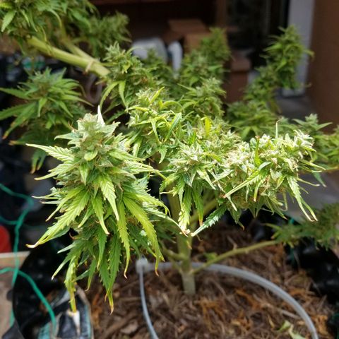 Pineapple Express Auto (Barney's Farm) growlog photo: Some amber, though 