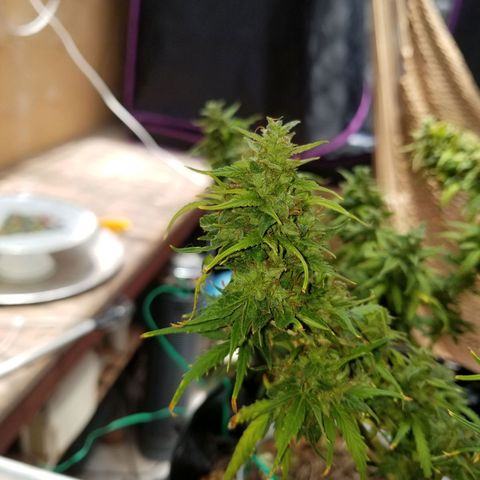 Pineapple Express Auto (Barney's Farm) growlog photo: Some amber, though 
