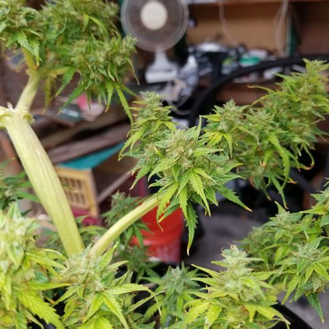 Pineapple Express Auto (Barney's Farm) growlog photo: Some amber, though 