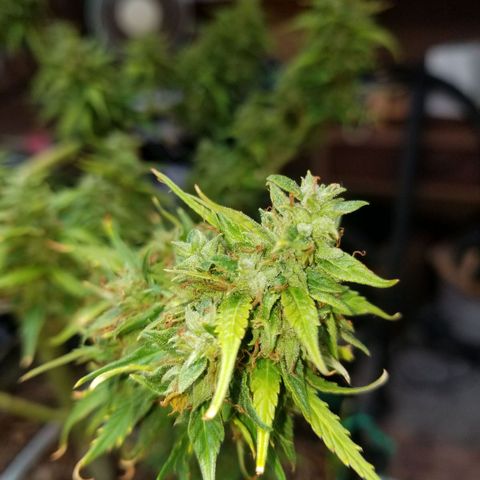 Pineapple Express Auto (Barney's Farm) growlog photo: Some amber, though 