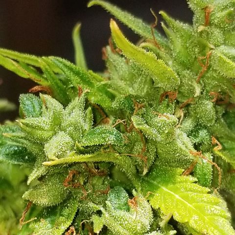 Pineapple Express Auto (Barney's Farm) growlog photo: Some amber, though 