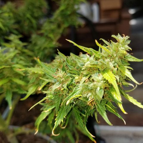 Pineapple Express Auto (Barney's Farm) growlog photo: Some amber, though 