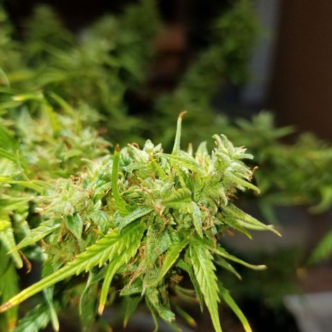Pineapple Express Auto (Barney's Farm) growlog photo: Some amber, though 