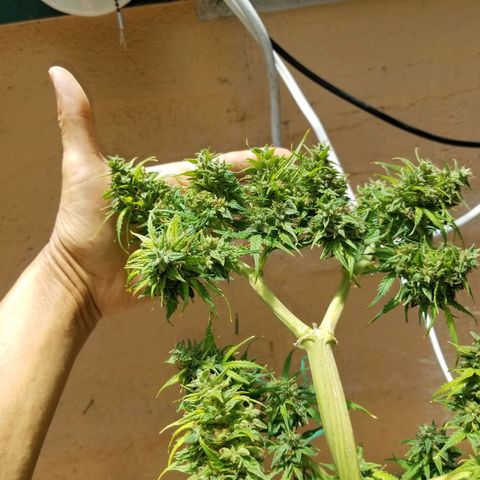 Pineapple Express Auto (Barney's Farm) growlog photo: Light fragrance.  I hope she tastes good, but idk.  She's the largest auto I've grown, so far.  The potting soil really was not very good, underneath the mulch 