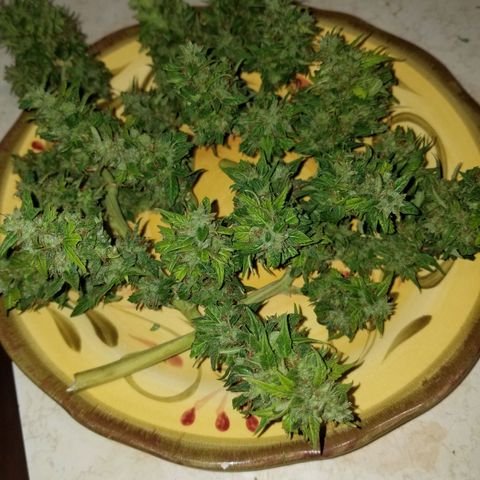 Pineapple Express Auto (Barney's Farm) growlog timeline photo