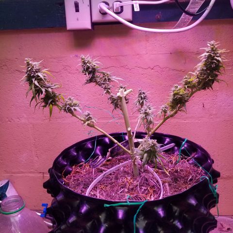 Pineapple Express Auto (Barney's Farm) growlog timeline photo
