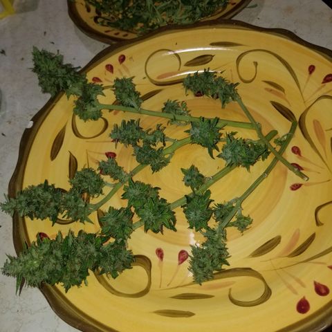 Pineapple Express Auto (Barney's Farm) growlog timeline photo