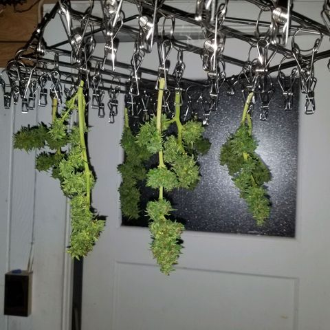 Pineapple Express Auto (Barney's Farm) growlog photo: Guessing 15 grams when dried and de-stemmed