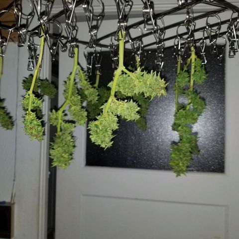 Pineapple Express Auto (Barney's Farm) growlog photo: Guessing 15 grams when dried and de-stemmed
