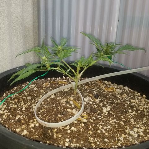 Super Kush January 2021 #1 growlog photo: 2 clones are flowering and I can't stop them. Will be small, I guess. Idk how can be flowering.  It's veg time in here.  And outside.  Idk wtf is going on 