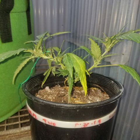 Super Kush January 2021 #1 growlog photo: 2 clones are flowering and I can't stop them. Will be small, I guess. Idk how can be flowering.  It's veg time in here.  And outside.  Idk wtf is going on 