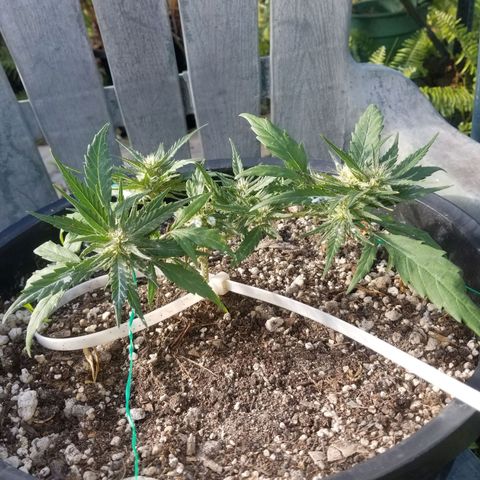 Super Kush January 2021 #1 growlog photo: All clones flowering.  :( I am bummed 