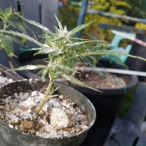 Super Kush January 2021 #1 growlog photo: All clones flowering.  :( I am bummed 