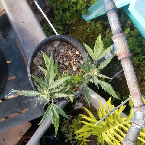 Super Kush January 2021 #1 growlog photo: All clones flowering.  :( I am bummed 