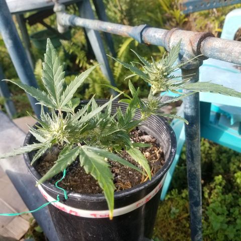 Super Kush January 2021 #1 growlog photo: All clones flowering.  :( I am bummed 