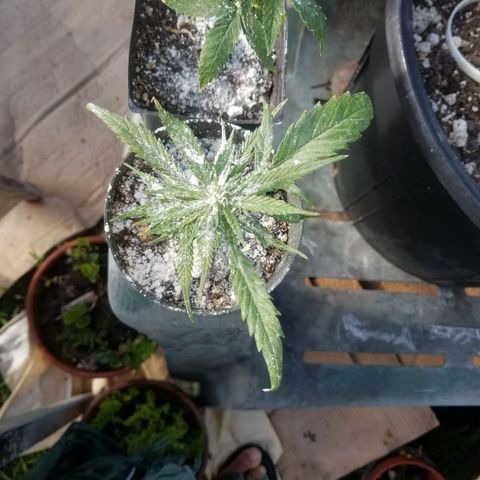 Super Kush January 2021 #1 growlog photo: All clones flowering.  :( I am bummed 