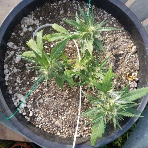 Super Kush January 2021 #1 growlog photo: All clones flowering.  :( I am bummed 