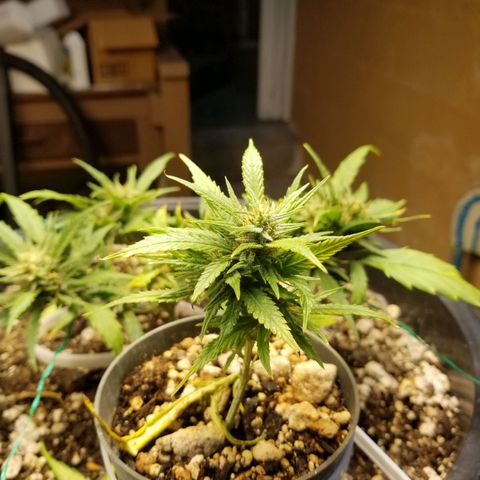 Super Kush January 2021 #1 growlog timeline photo