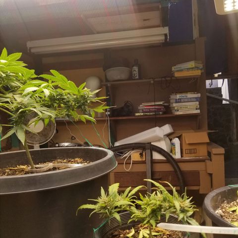 Super Kush January 2021 #1 growlog timeline photo