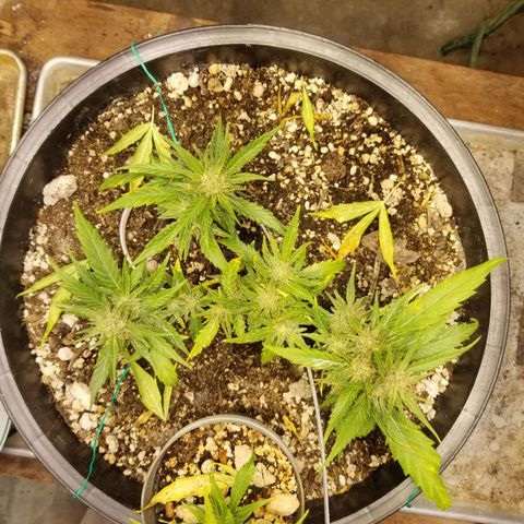 Super Kush January 2021 #1 growlog timeline photo