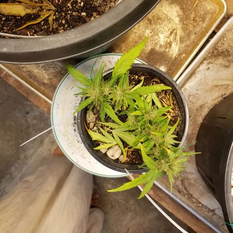 Super Kush January 2021 #1 growlog timeline photo