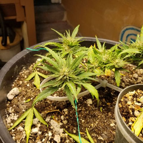 Super Kush January 2021 #1 growlog timeline photo