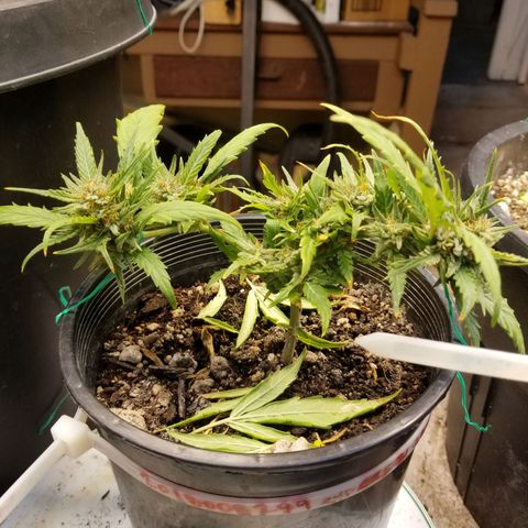 Super Kush January 2021 #1 growlog timeline photo