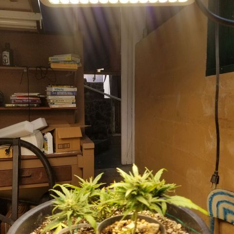 Super Kush January 2021 #1 growlog timeline photo
