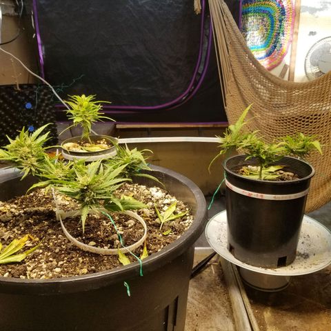 Super Kush January 2021 #1 growlog timeline photo