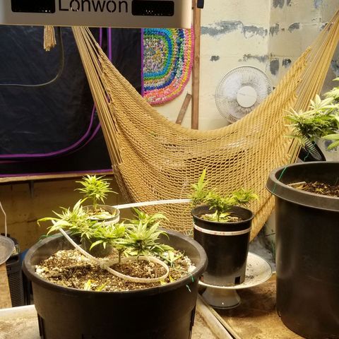 Super Kush January 2021 #1 growlog timeline photo