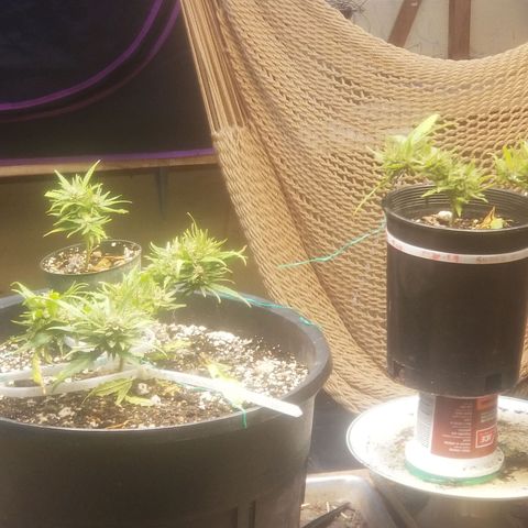 Super Kush January 2021 #1 growlog timeline photo