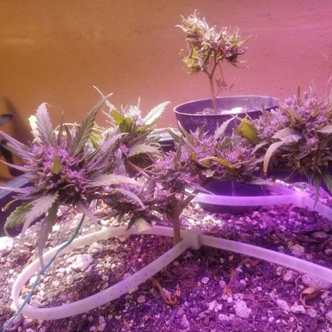 Super Kush January 2021 #1 growlog photo: Harvesting wee ones
