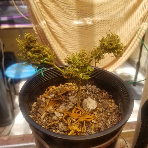 Super Kush January 2021 #1 growlog photo: Harvesting wee ones