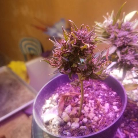 Super Kush January 2021 #1 growlog photo: Harvesting wee ones