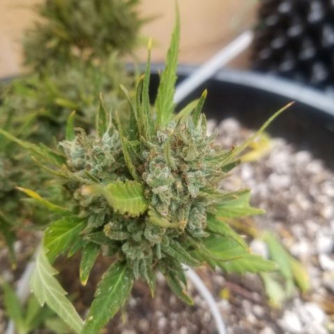 Super Kush January 2021 #1 growlog timeline photo