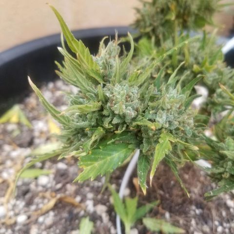 Super Kush January 2021 #1 growlog timeline photo