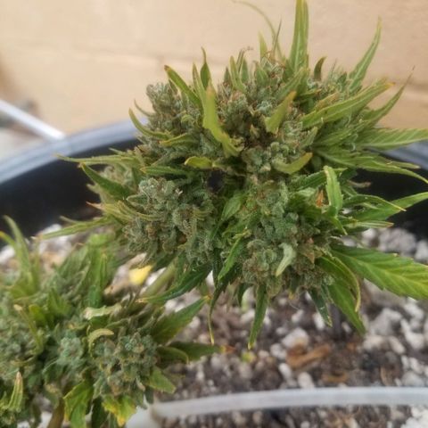 Super Kush January 2021 #1 growlog timeline photo